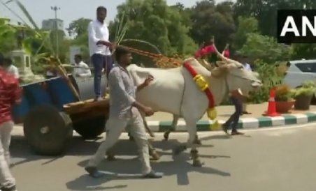 Karnataka Congress MLA arrives at Vidhana Soudha in bullock cart