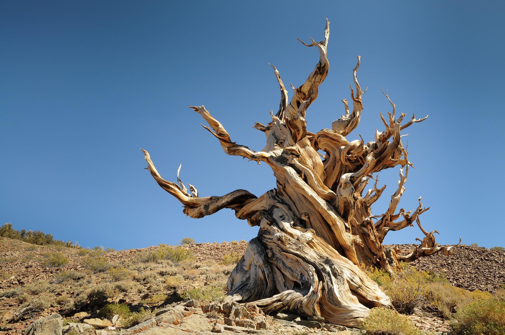 THIS OLDEST TREE IS 5000 YEARS OF AGE