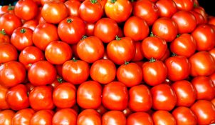Govt reduces subsidised rate of tomato to Rs 80/kg with immediate effect in Delhi-NCR, other locations