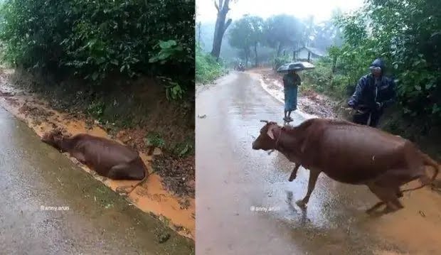 : Bikers rescue cow trapped in mud in Amasebailu, Kundapura; Netizens applaud kind act!