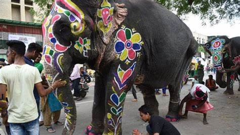 Man injured as elephant runs amok during Rath Yatra in Ahmedabad